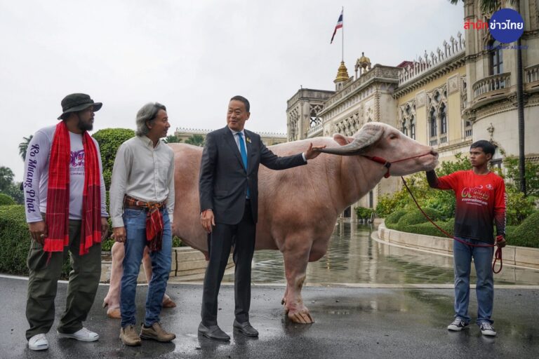 Giant Albino Buffalo: symbol of Thailand’s soft power