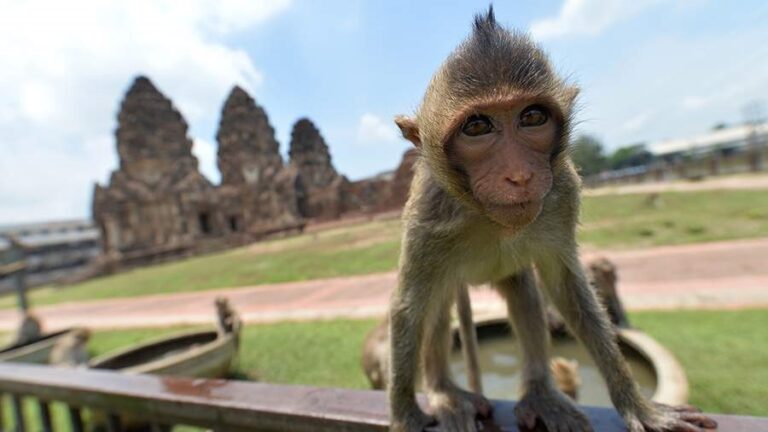 Special operation to capture wild monkeys launched in Lopburi