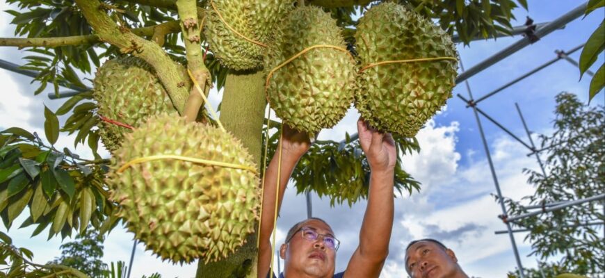 durian